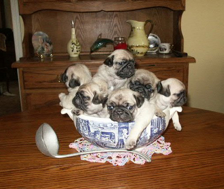 bowl-of-pugs.jpg