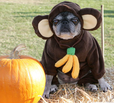 bulldog-halloween-02.jpg