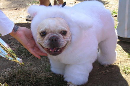 bulldog-halloween-03.jpg