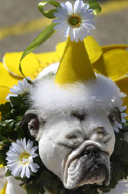 bulldog-halloween-04.jpg