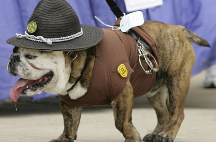 bulldog-halloween-05.jpg