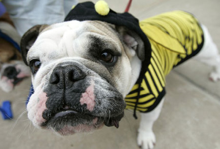 bulldog-halloween-06.jpg