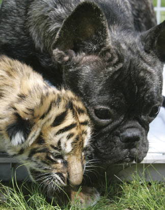 bulldog-tiger.jpg