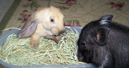bunny-pig.jpg