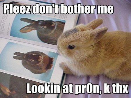 bunny-porn.jpg