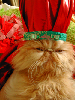butterscotch-newyear.jpg