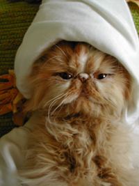 butterscotch-osama.JPG