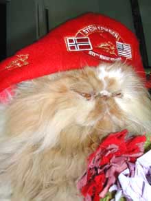 butterscotch-skihat.jpg