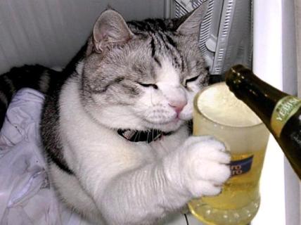 cat-beer.JPG