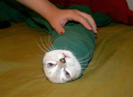 cat-in-a-sock.jpg