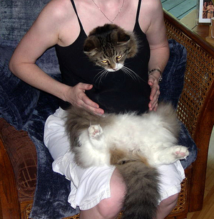 cat-in-shirt.jpg