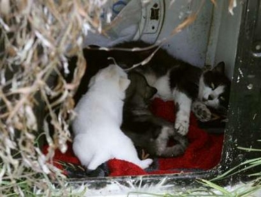 cat-mommy-puppies.jpg