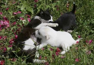 cat-mommy-puppies02.jpg