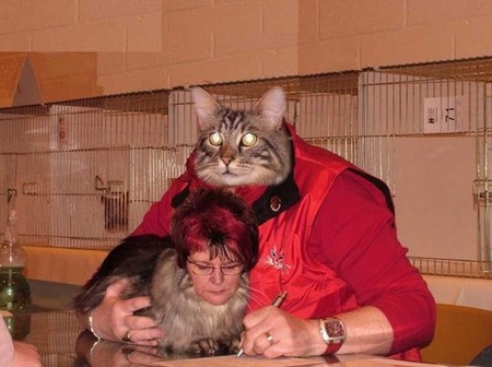 cat-switch-02.jpg