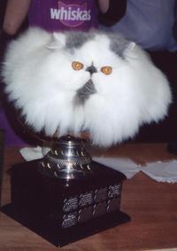 cat-trophy.JPG
