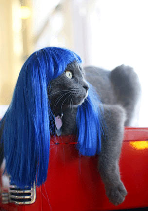 cat-wig-01.jpg