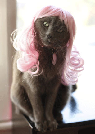 cat-wig-02.jpg
