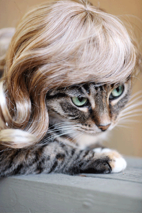 cat-wig-03.jpg