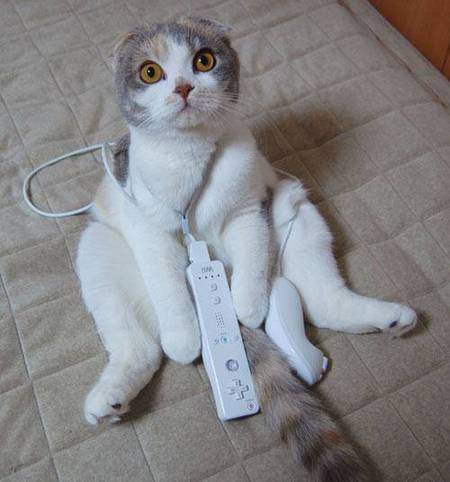 cat-wii.jpg