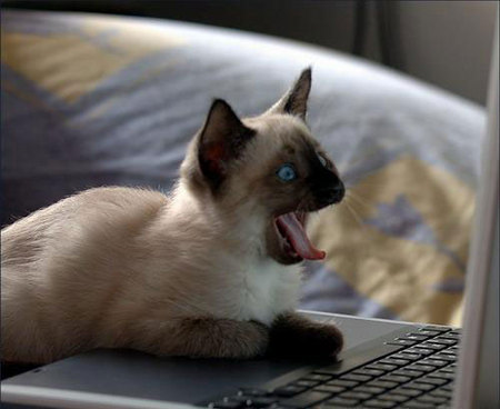 cat_on_computer_1.jpg
