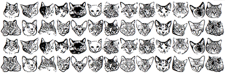 catfont.png