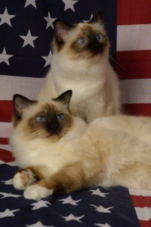 cats-flag.jpg