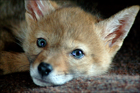charlie-coyote-01.jpg