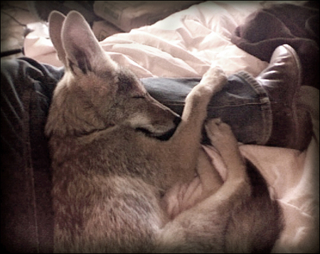 charlie-coyote-03.jpg