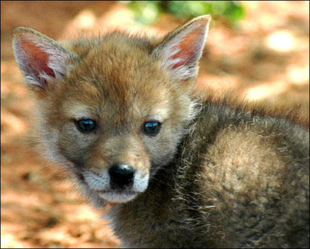 charlie-coyote-05.jpg