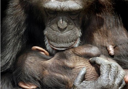 chimp.article.jpg