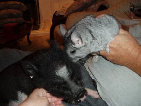 chinchilla-pig.jpg