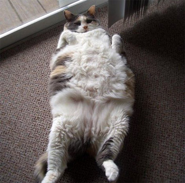 chubby-cat-faceup.jpg