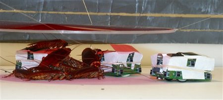 cockroach-robots.jpg