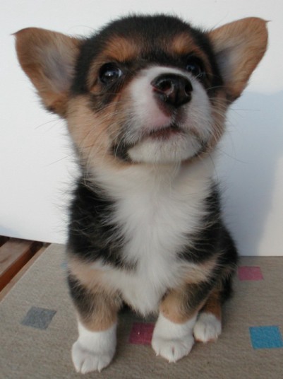 corgi-puppy.jpg