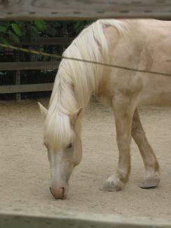 coulter-horse.JPG