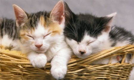 cutekittens.jpg