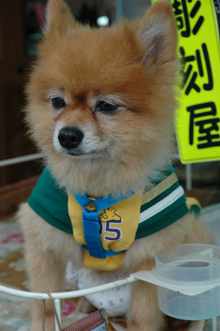 diaper dog.jpg