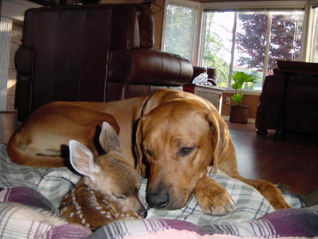 dog and fawn 3.jpg