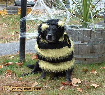 dog-bee.jpg