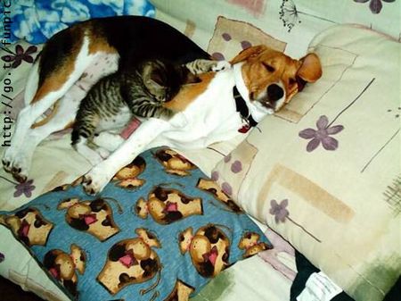dog-cat-cuddle.jpg