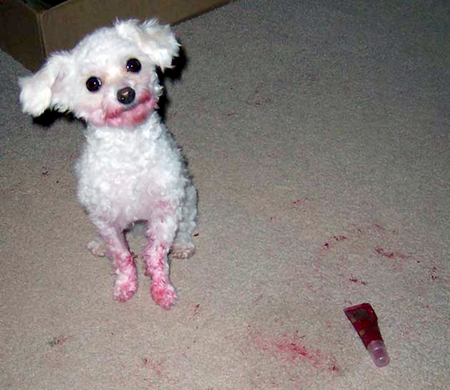 dog-dye.png