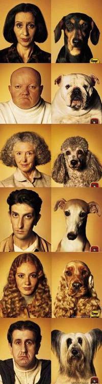 dog-face.jpg