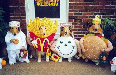 dog-fast-food-collies.jpg
