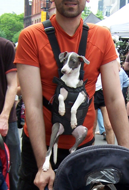 dog-snuggly.jpg