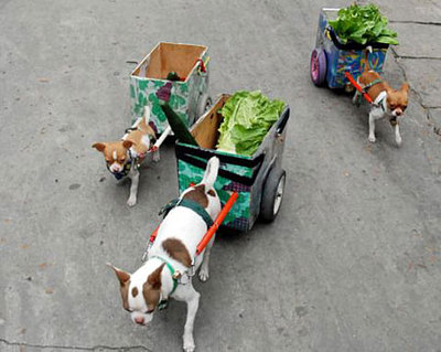 dogslettuceap_450x359_2.jpg