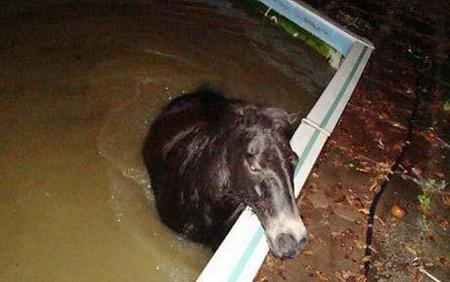 drunk-pony-460_1009771c.jpg