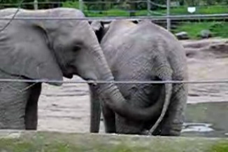 elephant-eats-poop.jpg