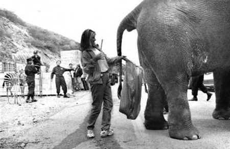 elephant234234.jpg