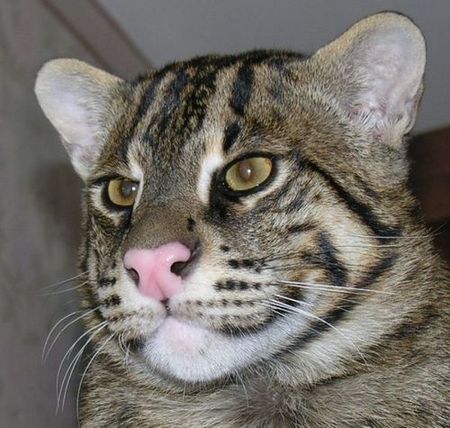 fishing-cat-01.jpg