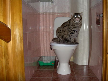 fishing-cat-02.jpg